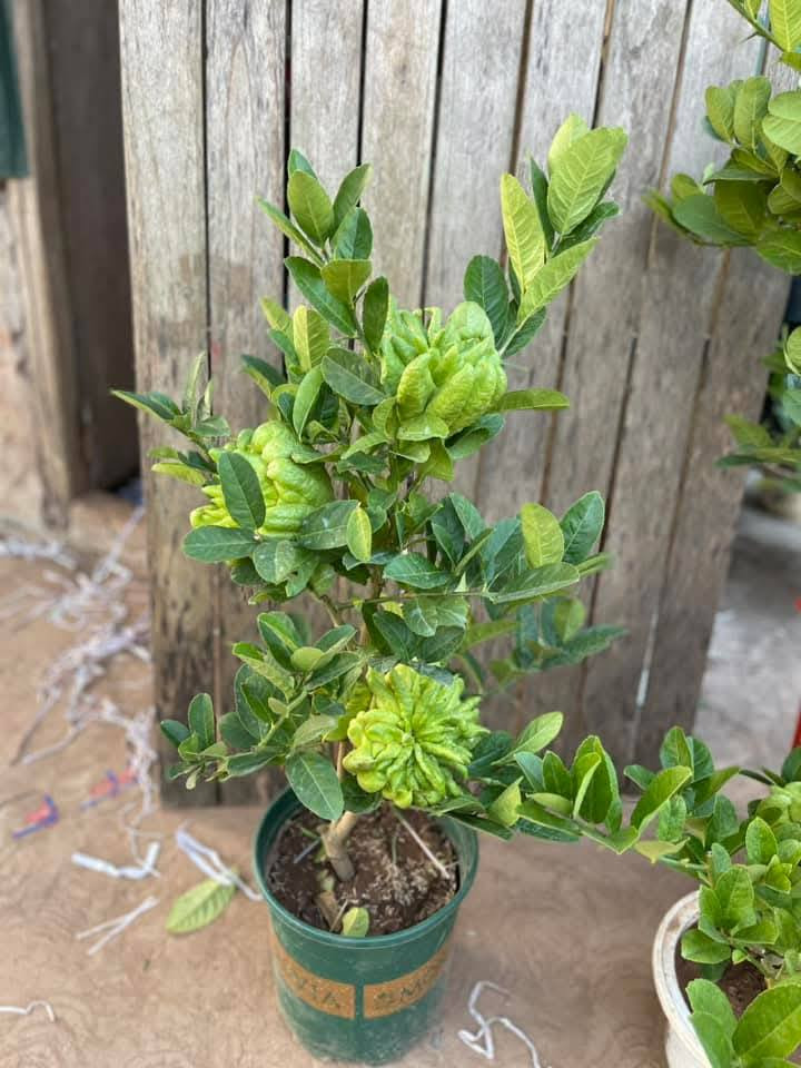 Trên thị trường, mỗi chậu phật thủ bonsai nhỏ giá từ trên 500.000 đồng. Ảnh: FB Nguyễn Yên