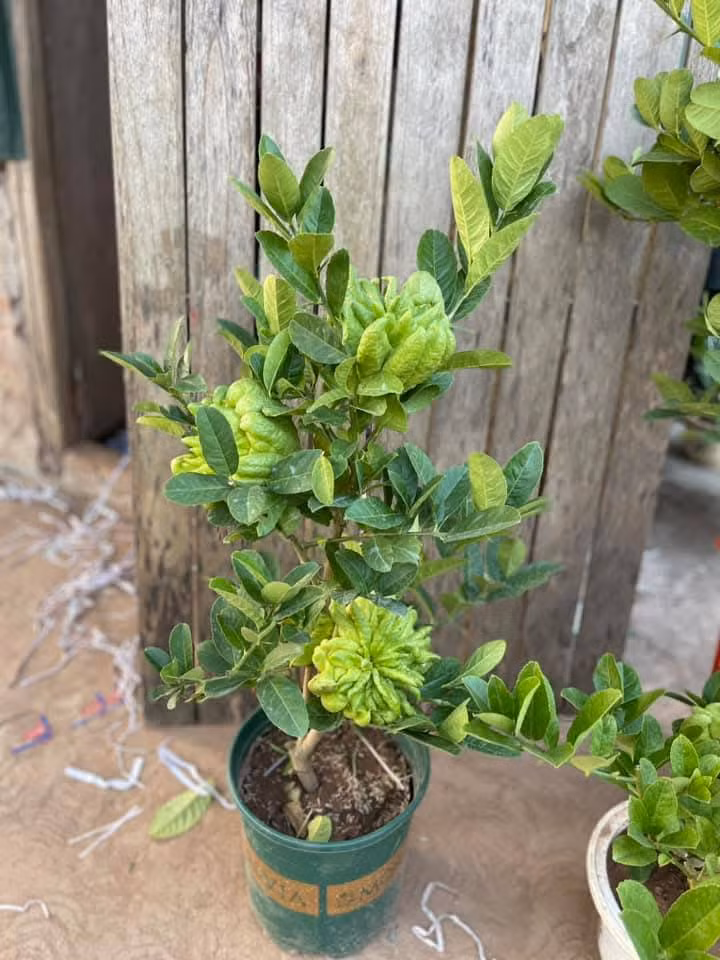 Trên thị trường, mỗi chậu phật thủ bonsai nhỏ giá từ trên 500.000 đồng. Ảnh: FB Nguyễn Yên