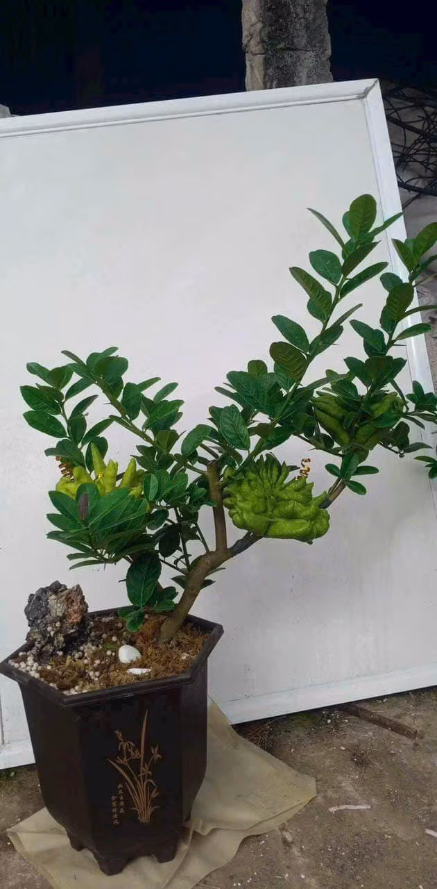 Năm nay, trên thị trường xuất hiện thêm nhiều cây phật thủ bonsai với dáng vẻ độc đáo. Ảnh: FB Tạ Kim Chung