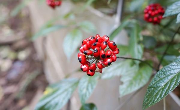 Sâm Ngọc Linh vốn mọc hoang dại trên dãy núi Ngọc Linh hùng vĩ, trải dài giữa hai tỉnh Quảng Nam và Kon Tum. Ảnh: VOV