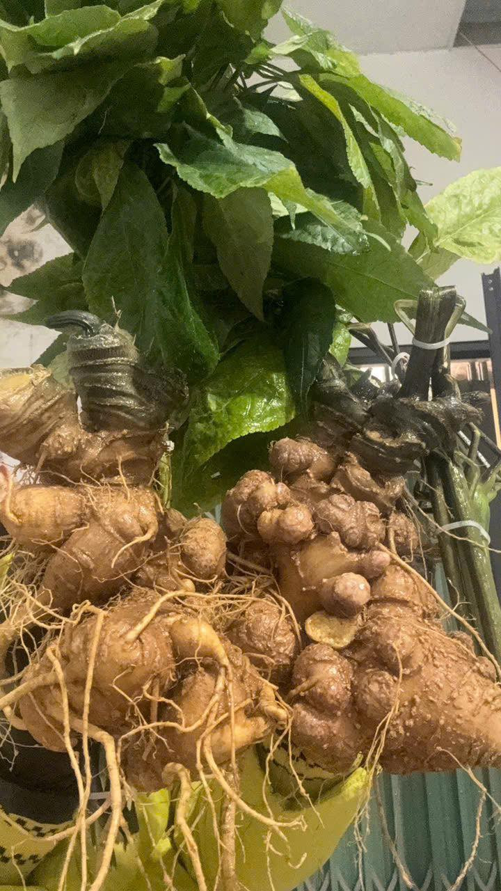 Loại sâm này có rễ nhiều đốt, cong ngoằn ngoèo, màu nâu hoặc vàng xám. Trên thân nổi vết vân ngang chia phần thân rễ thành nhiều đốt và nhiều sẹo. Ảnh: Facebook