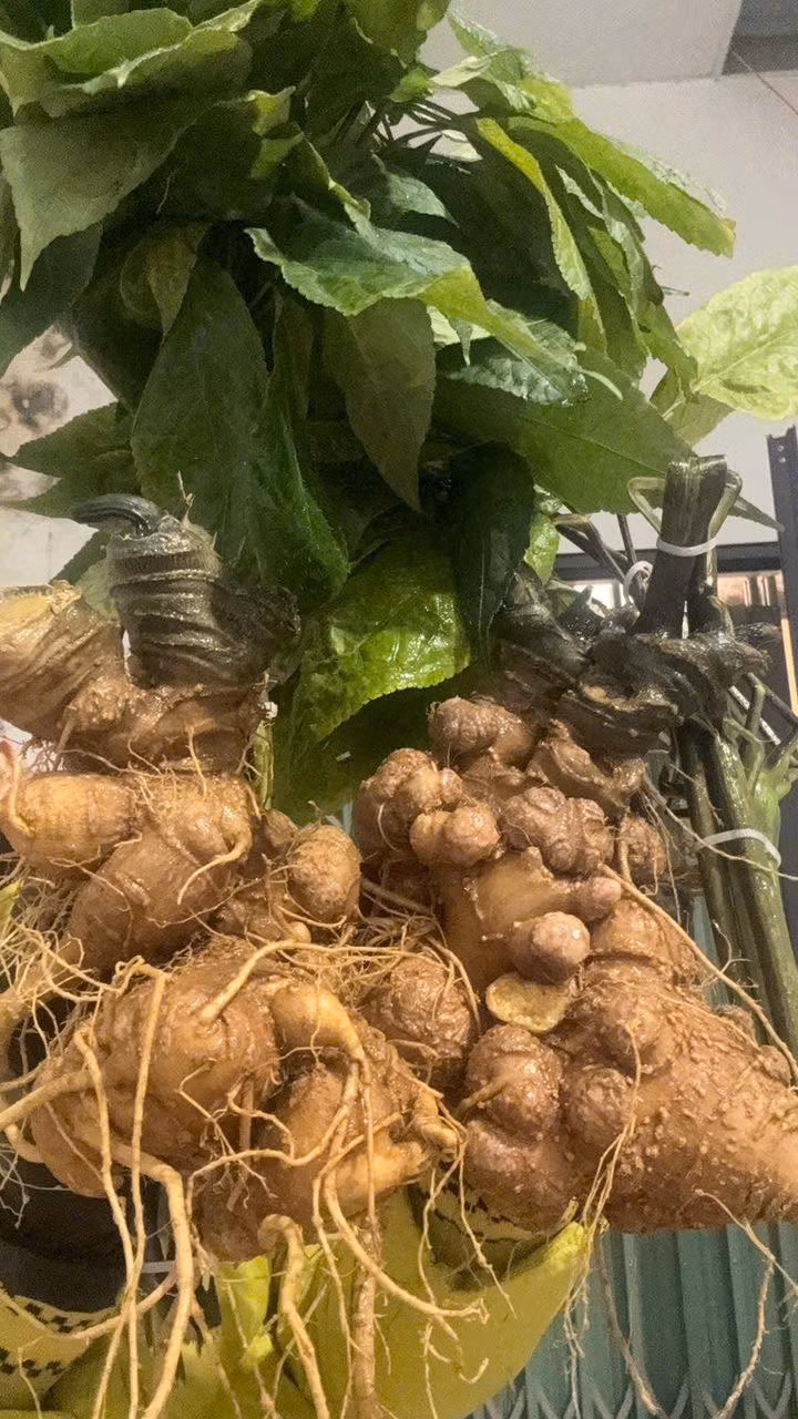 Loại sâm này có rễ nhiều đốt, cong ngoằn ngoèo, màu nâu hoặc vàng xám. Trên thân nổi vết vân ngang chia phần thân rễ thành nhiều đốt và nhiều sẹo. Ảnh: Facebook