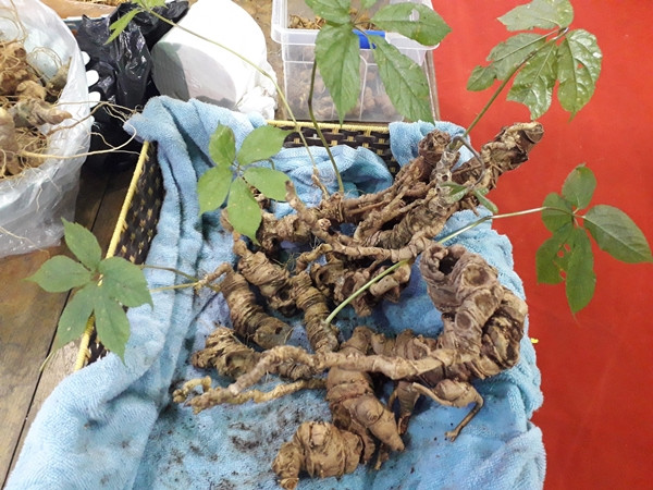 Do vậy, giá sâm Ngọc Linh dao động từ 90-300 triệu đồng/kg. Thậm chí, những củ sâm lớn tìm thấy trong tự nhiên được lùng mua cả tỷ đồng. Ảnh: Người lao động