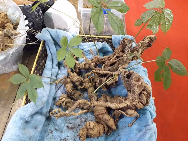 Do vậy, giá sâm Ngọc Linh dao động từ 90-300 triệu đồng/kg. Thậm chí, những củ sâm lớn tìm thấy trong tự nhiên được lùng mua cả tỷ đồng. Ảnh: Người lao động