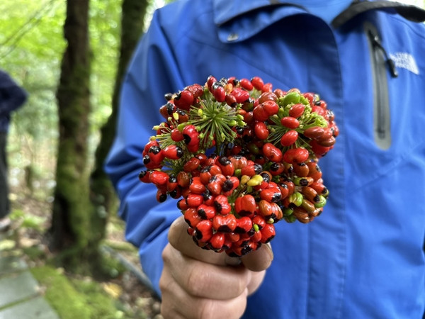 Thời gian gần đây, hạt sâm Ngọc Linh trở thành loại hạt có giá cao nhất tại Việt Nam, thậm chí vượt qua cả giá vàng, với mức giá dao động từ 110.000-120.000 đồng/hạt. Ảnh: Báo Nông nghiệp