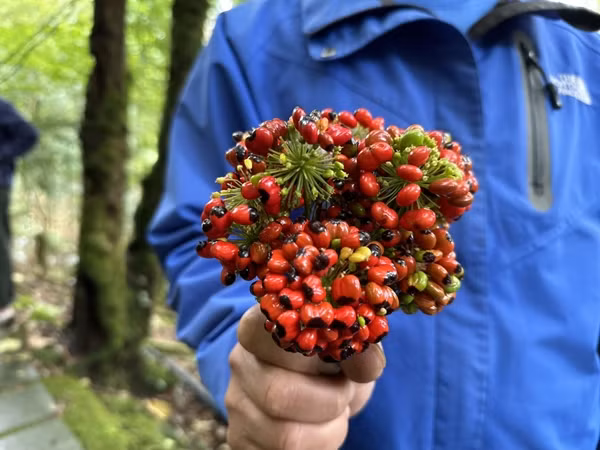 Thời gian gần đây, hạt sâm Ngọc Linh trở thành loại hạt có giá cao nhất tại Việt Nam, thậm chí vượt qua cả giá vàng, với mức giá dao động từ 110.000-120.000 đồng/hạt. Ảnh: Báo Nông nghiệp