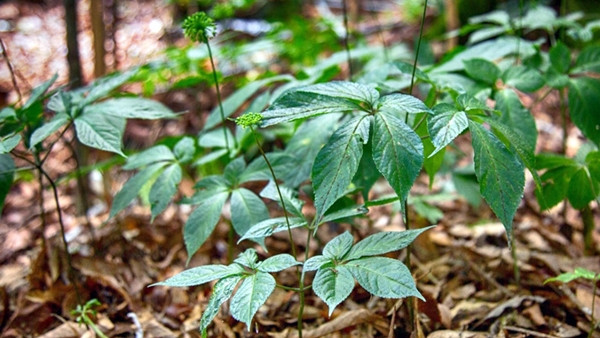 Ngoài củ, lá, quả, hạt sâm ngọc linh cũng được đánh giá cao về giá trị dinh dưỡng. Theo đó, lá sâm Ngọc Linh được săn lùng ráo riết với giá từ 10-12 triệu đồng/kg lá tươi và 150 triệu đồng/kg lá khô. Ảnh: Internet