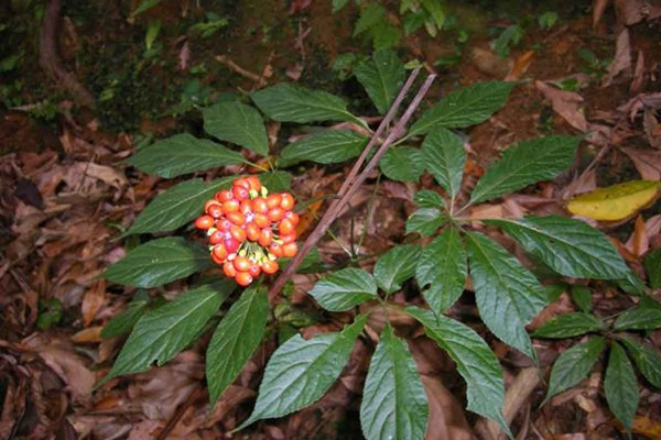 Sâm Ngọc Linh thường ẩn mình dưới bóng râm của rừng nguyên sinh, gần những dòng suối và nền đất giàu mùn. Ảnh: SamdayKontum