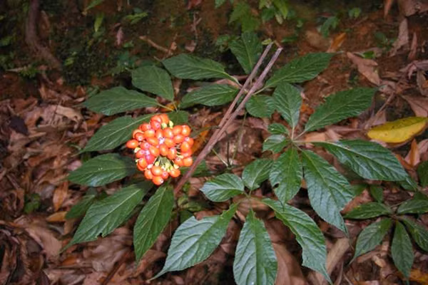 Sâm Ngọc Linh thường ẩn mình dưới bóng râm của rừng nguyên sinh, gần những dòng suối và nền đất giàu mùn. Ảnh: SamdayKontum