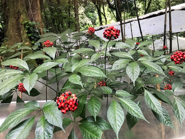 Sâm Ngọc Linh còn ược biết đến với nhiều tên gọi như sâm Việt Nam, Khu Năm (sâm K5), sâm trúc (sâm đốt trúc, trúc tiết nhân sâm)...Ảnh: Quang Nam