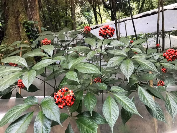 Sâm Ngọc Linh còn ược biết đến với nhiều tên gọi như sâm Việt Nam, Khu Năm (sâm K5), sâm trúc (sâm đốt trúc, trúc tiết nhân sâm)...Ảnh: Quang Nam