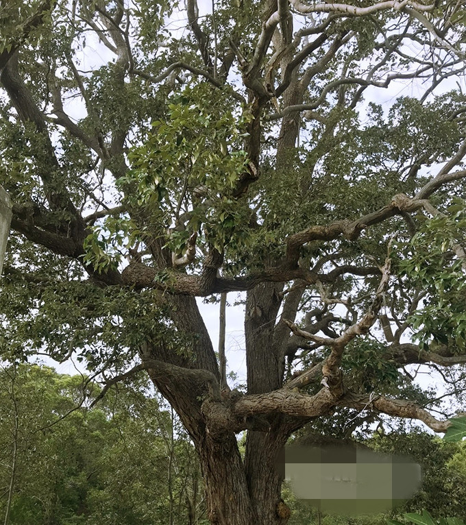  Chai lá cong (tên khoa học Shorea falcata Vidal, họ Dầu Dipterocarpaceae) là loài cây đặc hữu của Việt Nam, được xếp vào danh sách rất nguy cấp theo Danh lục đỏ của Hiệp hội Bảo tồn Thiên nhiên Thế giới (IUCN). Ảnh: Báo Khánh Hòa
