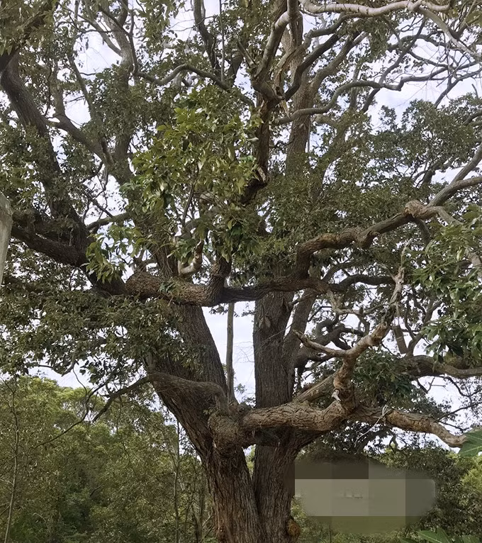  Chai lá cong (tên khoa học Shorea falcata Vidal, họ Dầu Dipterocarpaceae) là loài cây đặc hữu của Việt Nam, được xếp vào danh sách rất nguy cấp theo Danh lục đỏ của Hiệp hội Bảo tồn Thiên nhiên Thế giới (IUCN). Ảnh: Báo Khánh Hòa