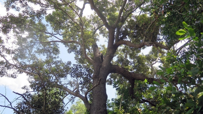 Thuộc nhóm cây thân gỗ lớn, sống lâu năm, chai lá cong có vỏ dày màu nâu xám, thân cây nứt dọc, có thể cao tới 30-40m khi trưởng thành. Ảnh: TTXVN