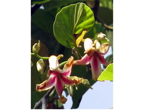 Chai lá cong ra hoa vào khoảng tháng 6 - 7 hàng năm. Hoa mọc ở kẽ lá, màu vàng với những đốm đỏ nhỏ li ti, được bao phủ bởi lớp lông tơ mềm mại. Ảnh: Người lao động