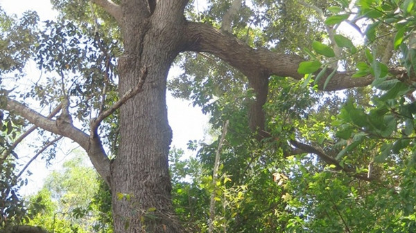 Theo thống kê, Việt Nam hiện chỉ còn 13 cây chai lá cong cổ thụ. Trong đó, thị xã Sông Cầu, Phú Yên còn lại nhiều cây chai lá cong nhất với 7 cây. Ảnh: KhanhHoa