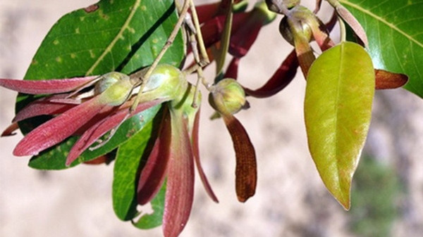 Mặt trên của lá màu xanh đậm, mặt dưới phủ lớp trắng bạc. Đặc biệt, lá non màu đỏ hồng bắt mắt. Ảnh: Vncreatures