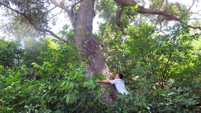 Chai lá cong được nhà thực vật J.E.Vidal (người Pháp) thu mẫu đầu tiên tại bán đảo Cam Ranh và công bố năm 1962. Ảnh: Nông nghiệp