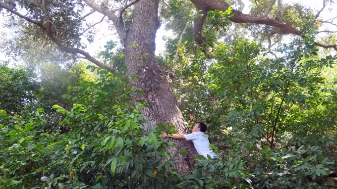 Chai lá cong được nhà thực vật J.E.Vidal (người Pháp) thu mẫu đầu tiên tại bán đảo Cam Ranh và công bố năm 1962. Ảnh: Nông nghiệp