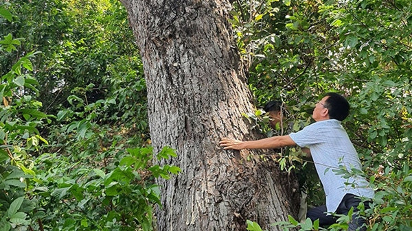 Đứng trước nguy cơ biến mất, bảo vệ cây chai lá cong không chỉ là trách nhiệm của riêng ai, mà là nghĩa vụ chung của tất cả chúng ta, để giữ lại một phần di sản thiên nhiên cho thế hệ mai sau. Ảnh: Báo Phú Yên