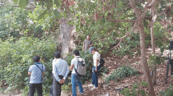 Trước kia, gỗ chai lá cong từng được sử dụng để làm kèo cột, đóng giường tủ, tàu thuyền, thậm chí cả các công trình quan trọng. Ảnh: Internet