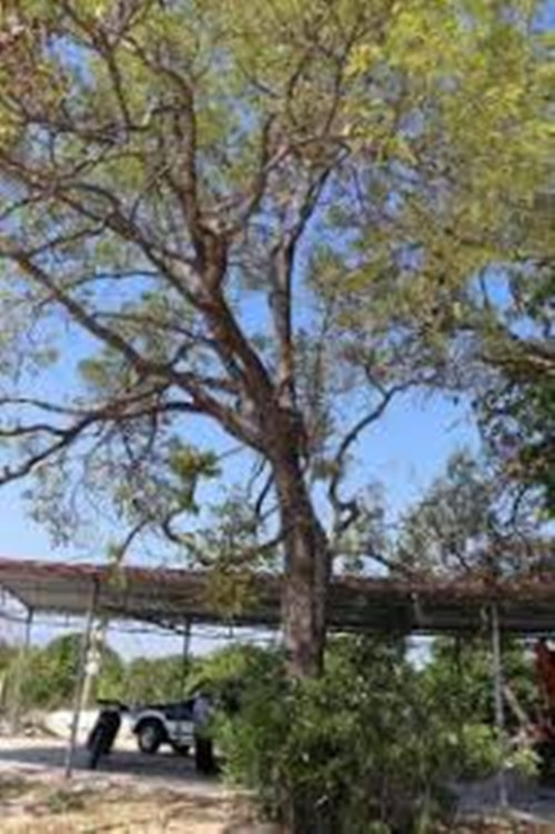 Bên cạnh giá trị kinh tế, chai lá cong còn đóng vai trò quan trọng trong việc phòng hộ môi trường, giúp giữ đất, chắn gió bão và tạo cảnh quan xanh cho khu vực ven biển. Ảnh: Eco Khánh Hòa