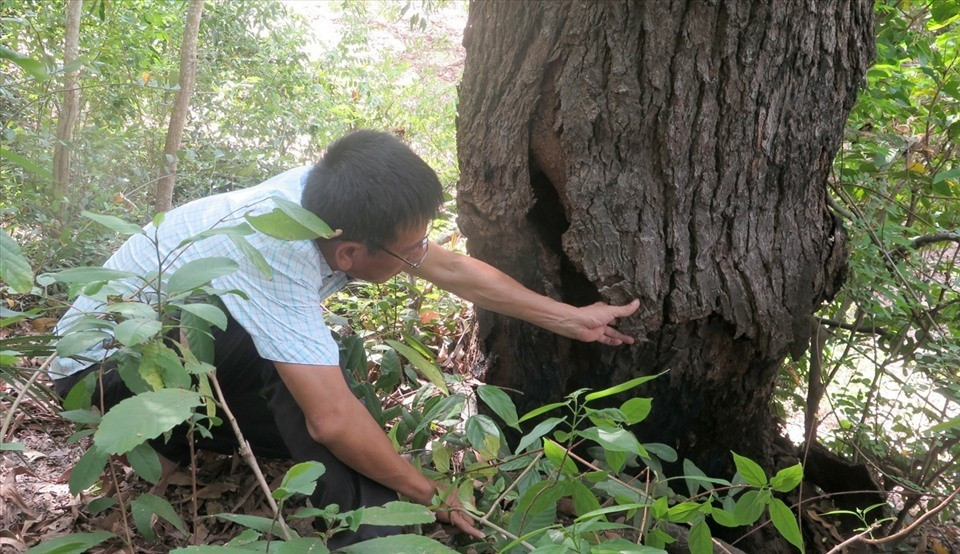 Từ xa xưa, chai lá cong đã được đánh giá cao nhờ chất gỗ chắc, bền, để khô lâu năm có độ cứng như sắt. Ảnh: Nông nghiệp