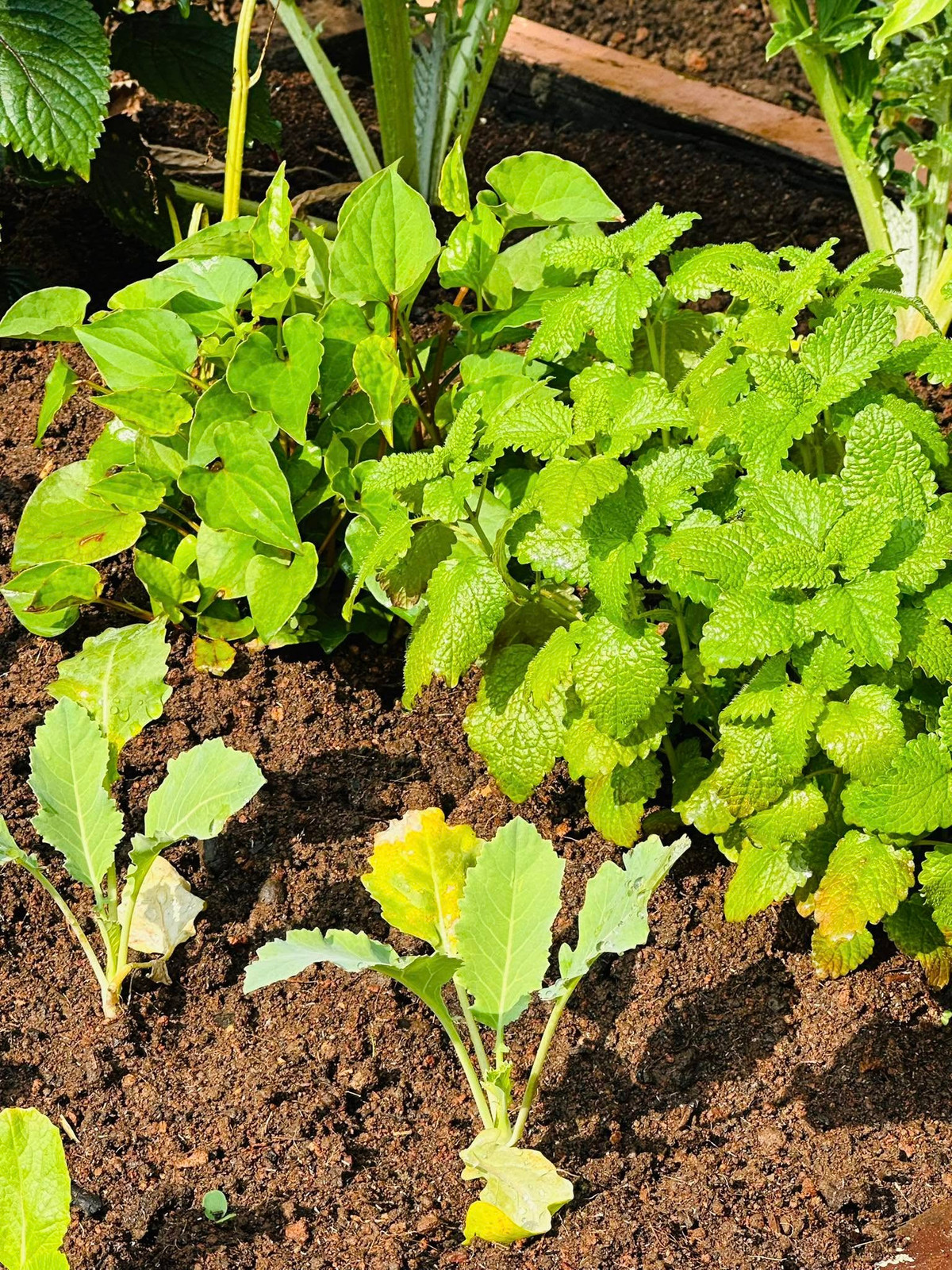 Đại Nghĩa tự nhận mình rất có tay trồng cây, các loại rau củ quả trong vườn đều xanh tươi, phát triển tốt. Ảnh: FB Bùi Đại Nghĩa