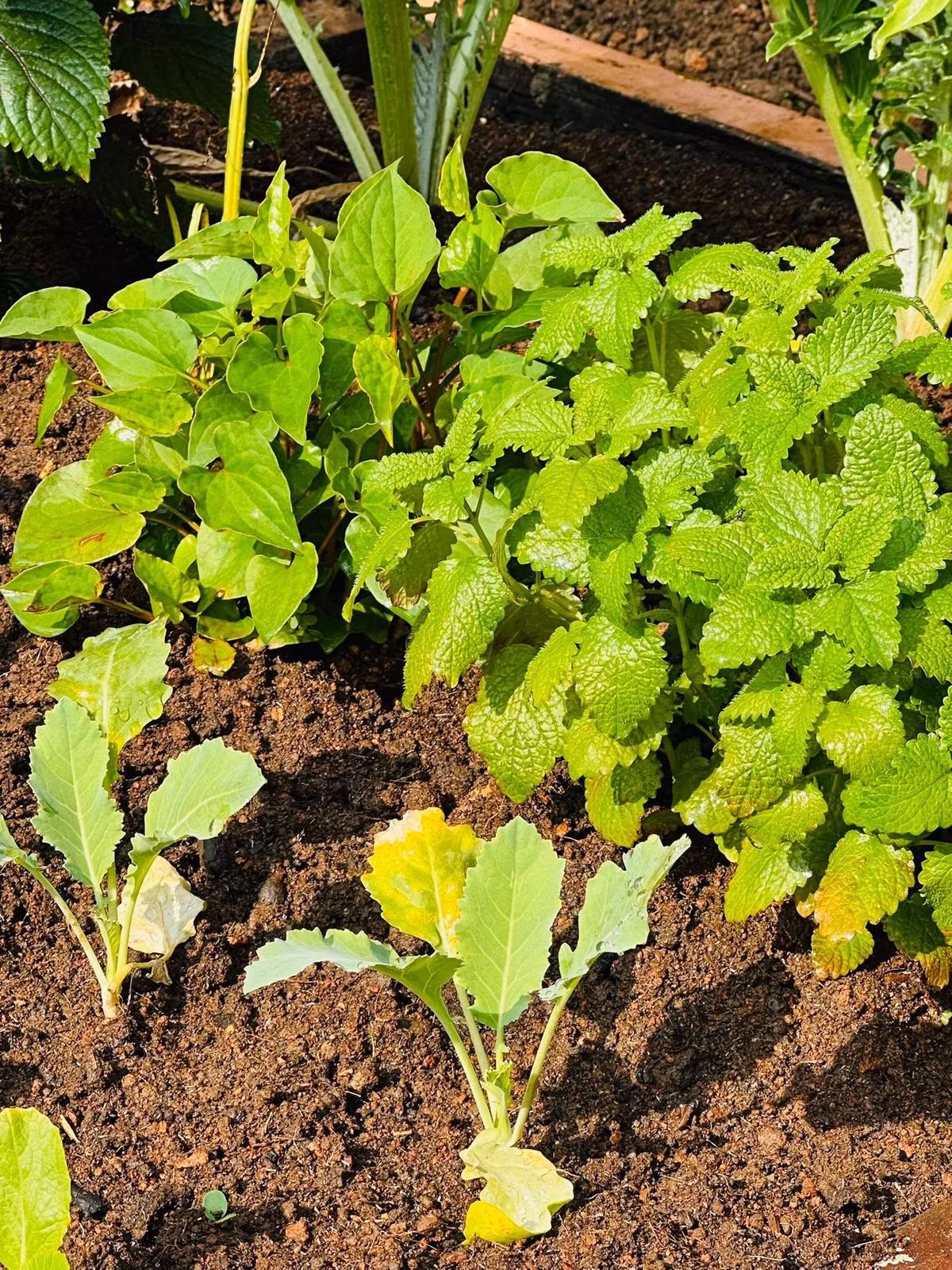 Đại Nghĩa tự nhận mình rất có tay trồng cây, các loại rau củ quả trong vườn đều xanh tươi, phát triển tốt. Ảnh: FB Bùi Đại Nghĩa