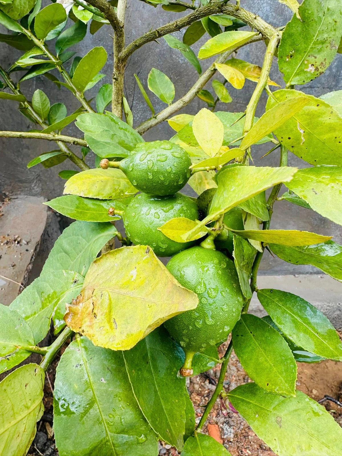 Ngoài rau xanh, khu vườn còn có rất nhiều trái cây. Ảnh: FB Bùi Đại Nghĩa