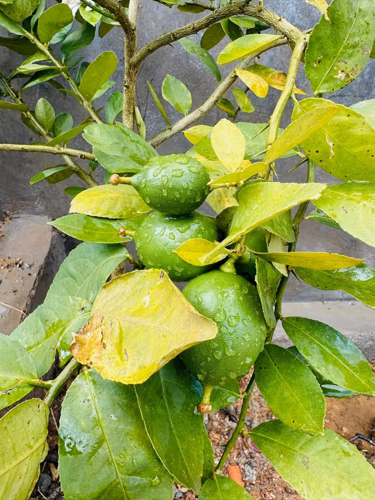 Ngoài rau xanh, khu vườn còn có rất nhiều trái cây. Ảnh: FB Bùi Đại Nghĩa