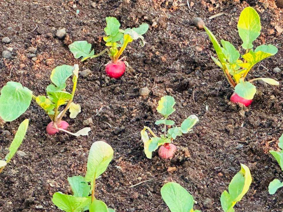 Với MC Đại Nghĩa, trồng rau sạch không chỉ để ăn mà mỗi ngày ngắm nhìn những chiếc lá xanh non mơn mởn là vui. Ảnh: FB Bùi Đại Nghĩa