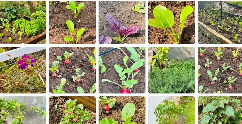 Khu vườn của MC Đại Nghĩa trồng đủ các loại, từ cải, rau thơm, atiso, củ cải đường, cà rốt, ớt, chanh vàng...Ảnh: FB Bùi Đại Nghĩa