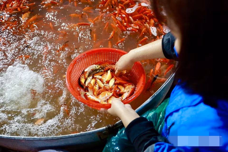 Ngoài ra, năm nay nhiều thương lái "bỏ" buôn cá chép đỏ do năm ngoái thua lỗ phải bán rẻ và đổ cá xuống sông. Ảnh: Kinhtedothi