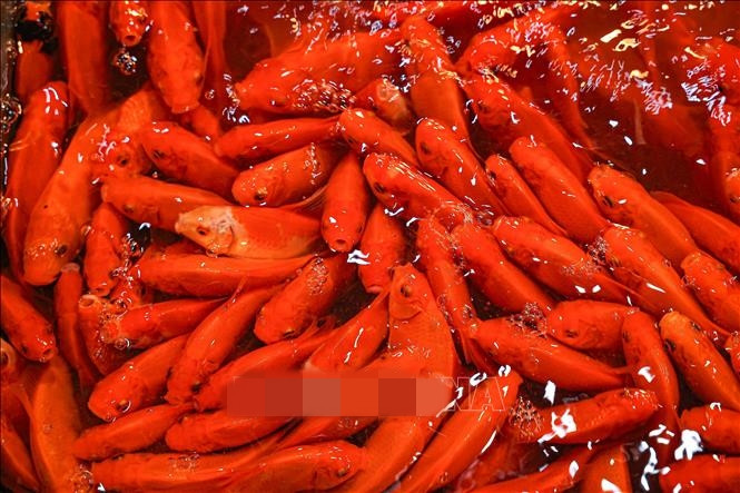 Năm nay, giá cá chép đỏ dao động từ 130.000 - 150.000 đồng/kg, cao gấp đôi so với mức giá 60.000 - 70.000 đồng/kg của năm ngoái. Ảnh: TTXVN/Báo Tin tức