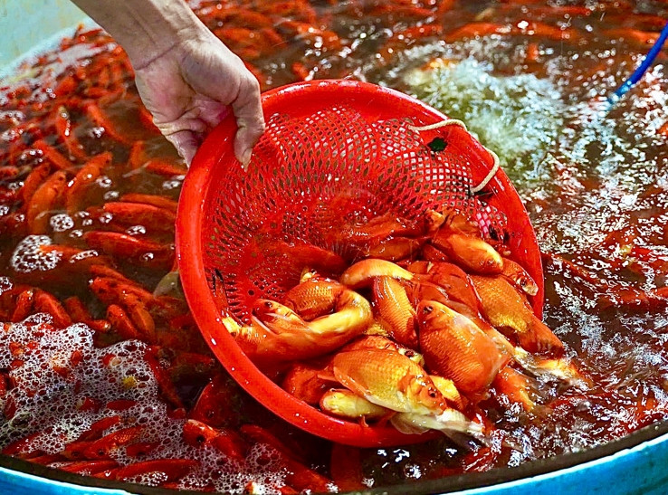 Cá chép đỏ được vận chuyển từ các tỉnh Hải Dương, Phú Thọ, Nam Định...Ảnh: Kinhtedothi