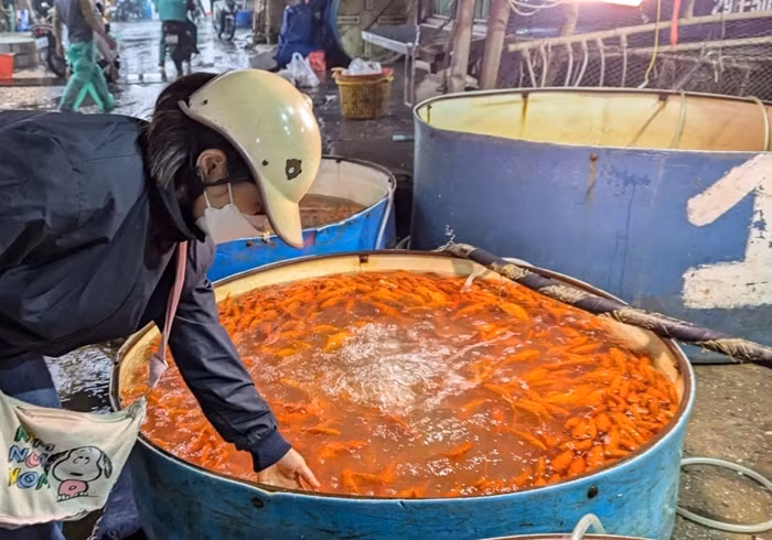  Chợ cá Yên Sở (quận Hoàng Mai) là một trong những chợ cá lớn nhất Hà Nội. Trước ngày 23 tháng Chạp, chợ cá Yên Sở tấp nập xuyên đêm vì người dân, thương lái đổ về đây mua cá chép đỏ. Ảnh: VOV