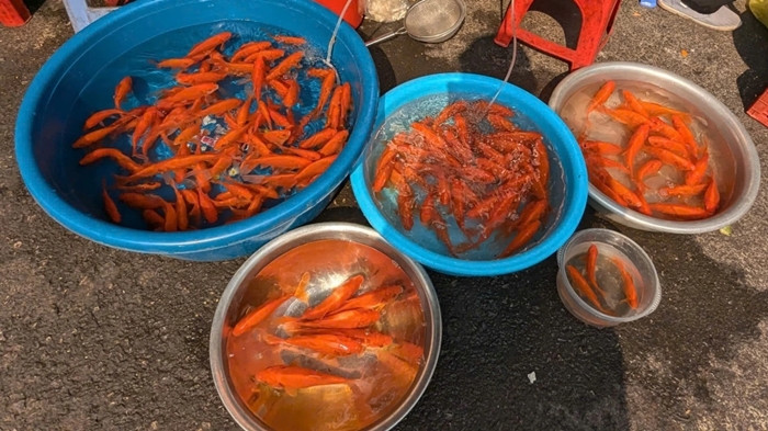 Giá cá chép đỏ đắt nên các tiểu thương phải lựa chọn kỹ. Ảnh: VOV