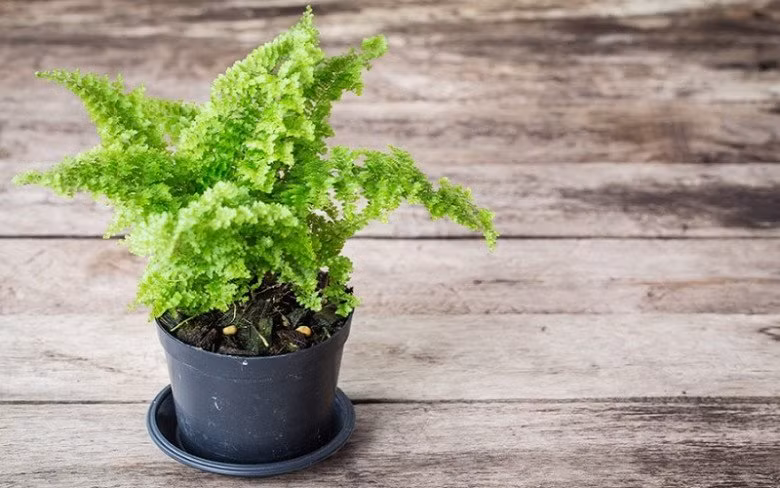 Nhờ dáng đẹp và mang ý nghĩa nguồn năng lượng tốt, dương xỉ được đưa lên chậu thành bonsai độc đáo. Ảnh: Internet