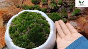 Rêu thường xuất hiện trong môi trường tự nhiên, mát mẻ và ẩm ướt và mọc thành từng mảng. Ảnh: YouTube