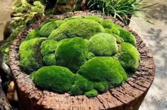 Loài cây nhỏ bé nếu để trong một chiếc đĩa mỏng manh và nhỏ nhắn sẽ tràn đầy sức sống. Ảnh: Internet