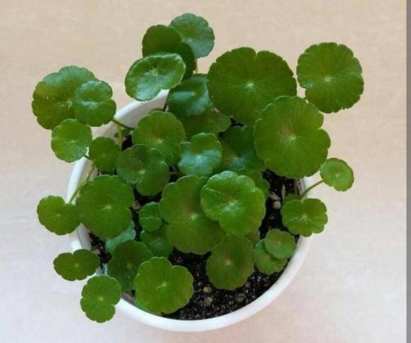 Bonsai cỏ dại này không yêu cầu khắt khe về thổ nhưỡng. Cỏ đồng tiền có thể phát triển mạnh mẽ nhờ bổ sung đất mùn, cát sông. Ảnh: Internet