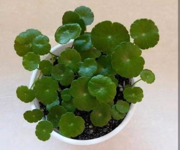 Bonsai cỏ dại này không yêu cầu khắt khe về thổ nhưỡng. Cỏ đồng tiền có thể phát triển mạnh mẽ nhờ bổ sung đất mùn, cát sông. Ảnh: Internet