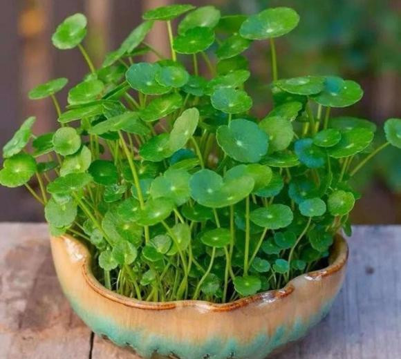 Cỏ đồng tiền là loại cây ưa nước, chủ yếu mọc ở các mương sông. Gần đây, cỏ đồng tiền được đưa chậu để ngắm. Ảnh: Internet