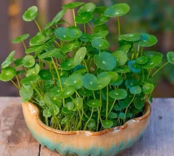 Cỏ đồng tiền là loại cây ưa nước, chủ yếu mọc ở các mương sông. Gần đây, cỏ đồng tiền được đưa chậu để ngắm. Ảnh: Internet