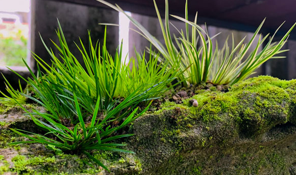 Thạch xương bồ thường mọc hoang bên dòng suối ẩm mát, có dáng thế đẹp, xanh tươi quanh năm, hương thơm thoang thoảng. Ảnh: Internet