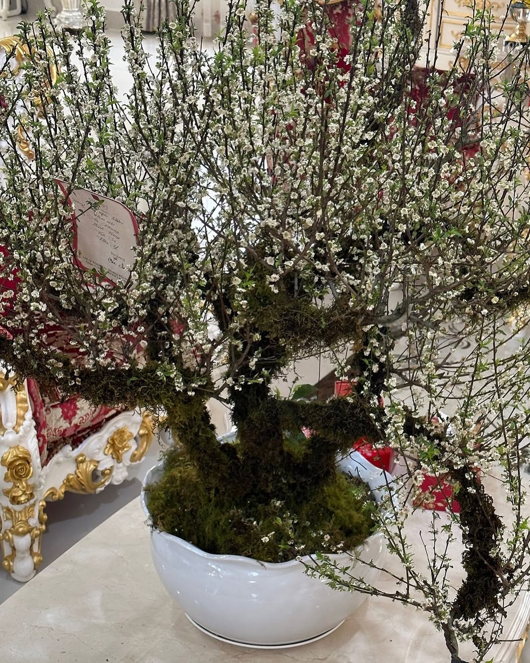 Người đẹp sinh năm 1992 còn chọn một chậu nhất chi mai bọc rêu chơi Tết. Ảnh: FBNV