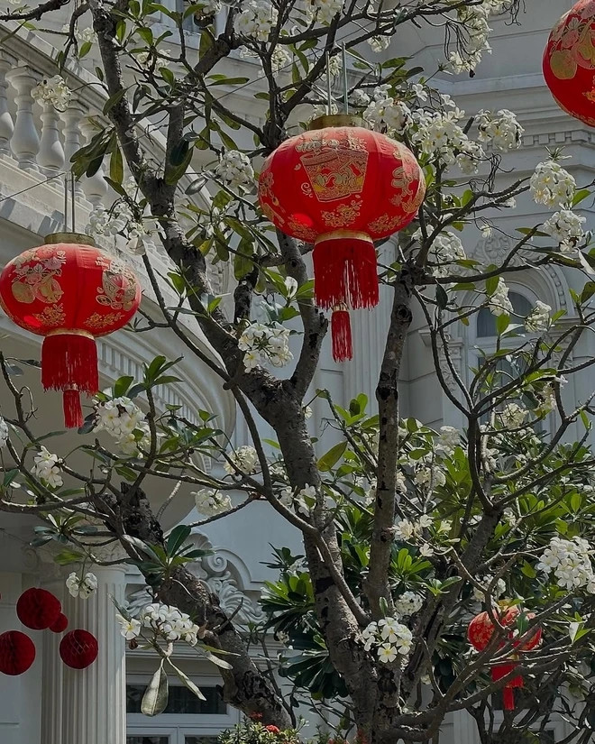 Lan Khuê không quên sắm thêm những chiếc đèn lồng và phụ kiện trang trí màu đỏ trên cây hoa sứ trắng muốt mang không khí Tết về nhà. Ảnh: FBNV