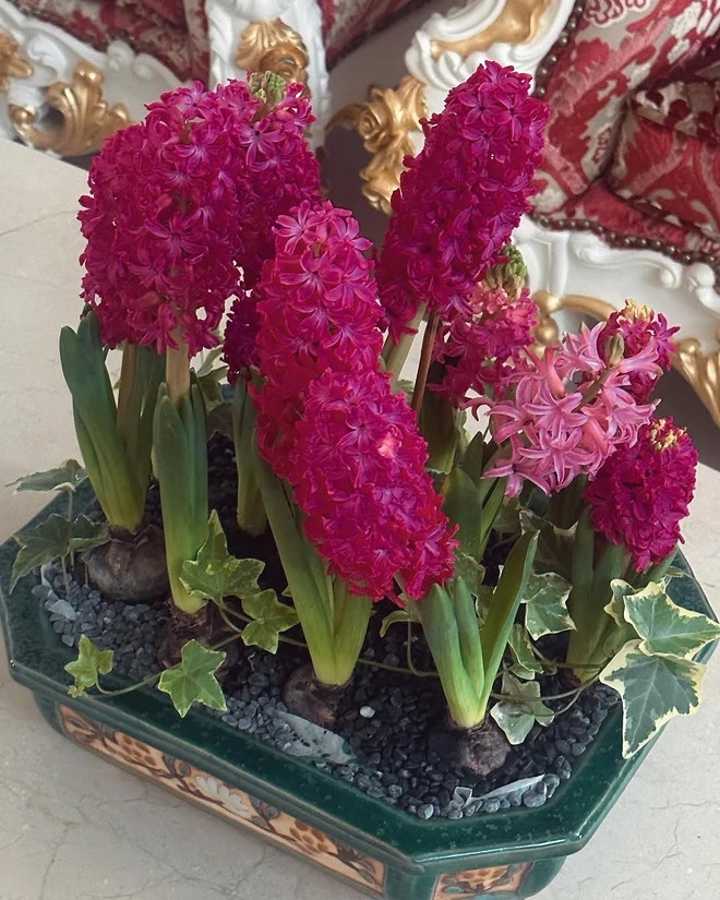 Dạ lan hương tím đẹp mắt. Ảnh: FBNV