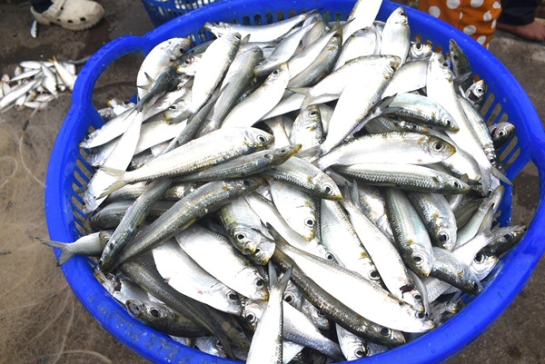 Tại Việt Nam, cá trích chủ yếu được đánh bắt tại các vùng biển miền Trung. Xưa kia, cá trích không được ưa chuộng, thường cho lợn ăn và từng được gọi "cá của nhà nghèo". Ảnh: Báo Quảng Nam